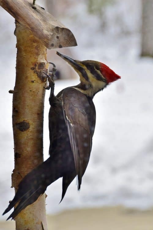 How To Make Your Own Suet Log Bird Feeder In Less Than An Hour